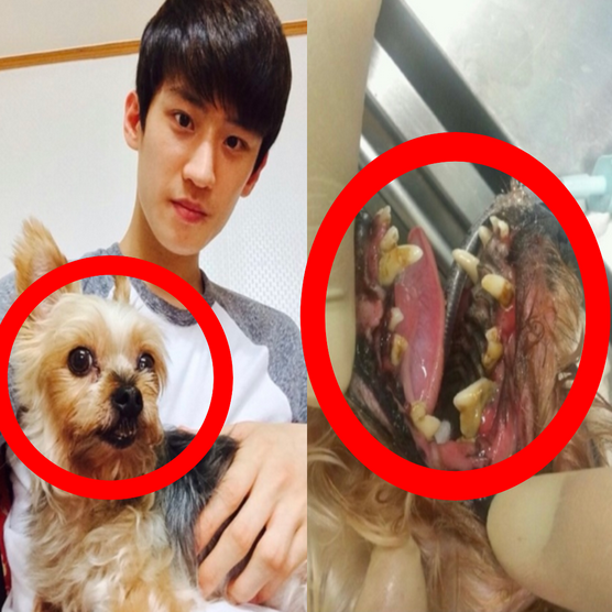 이대훈 강아지 학대 반려견 해피 파양 논란 이대훈 강아지 학대 반려견 해피 파양 논란