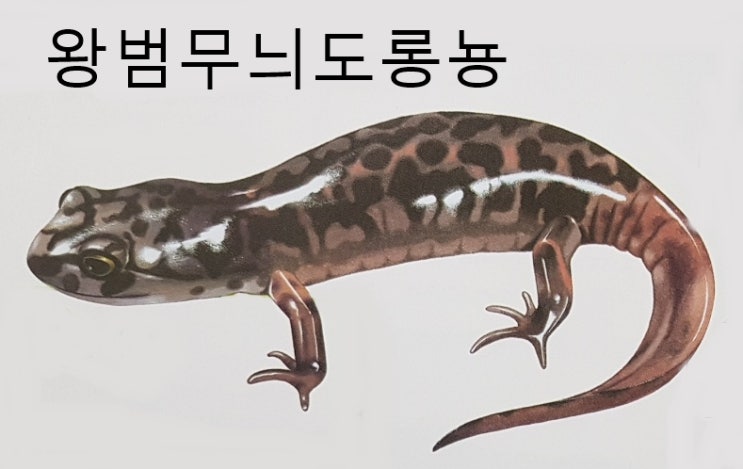  영원과 도롱뇽 종류 특징 서식지 먹이 알 새끼