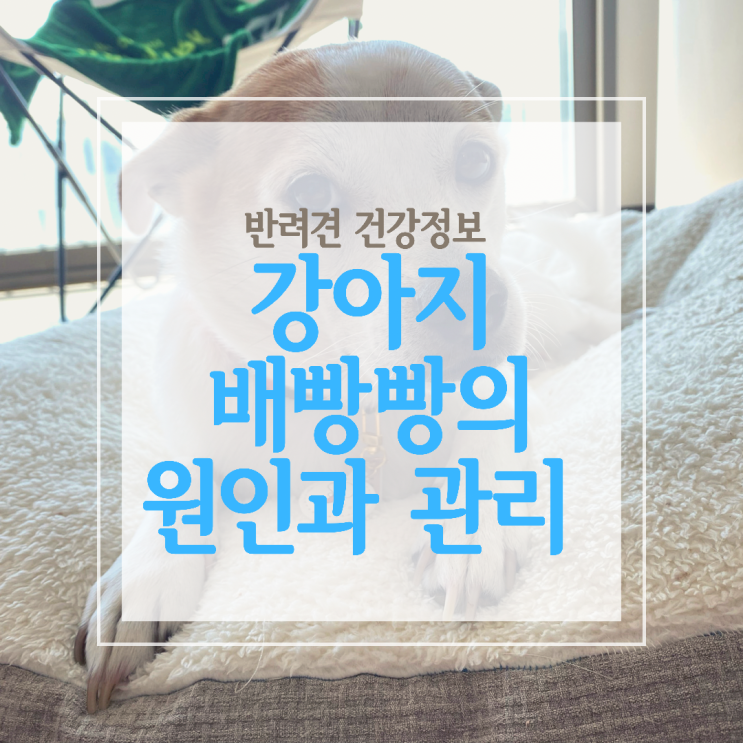  강아지 배빵빵은 쿠싱증후군 자궁축농증이 원인 일 수도 있어요!