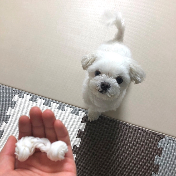 부천 원미동 24시 반려동물 용품점 폴리파크
