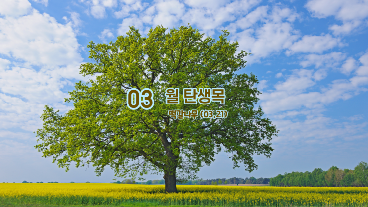  3월 탄생목 떡갈나무 의미 와 뜻 (03.21)