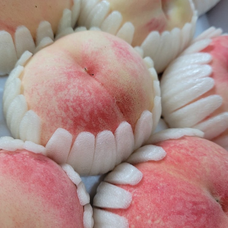  여름 과일 복숭아 맛집 농가 직송 물복 추천 땅재농원