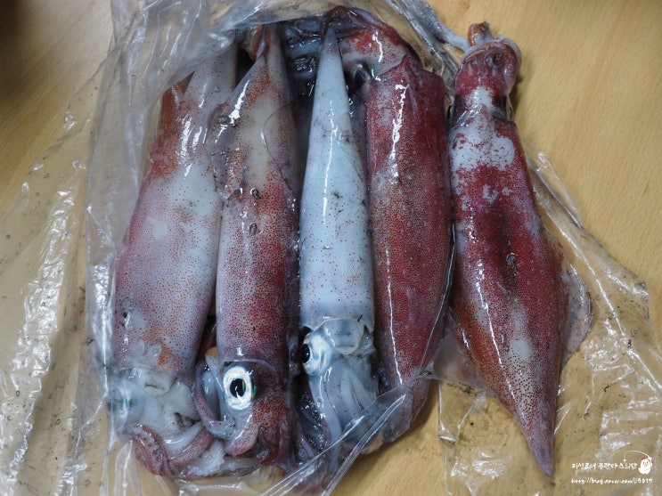  부산 루어 야간 한치 낚시를 위한 집어등 자작 2차 도전과 테스트