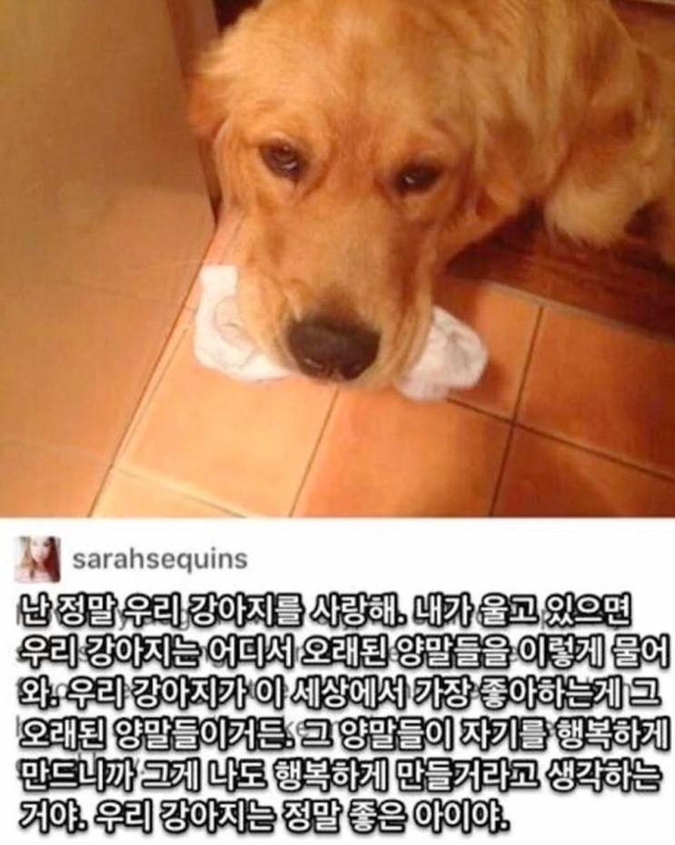  주인을 행복하게 해주려는 강아지