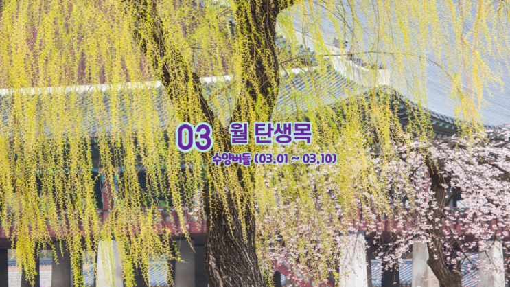  3월 탄생목 수양버들 의미 와 뜻 (03.01~03.10)