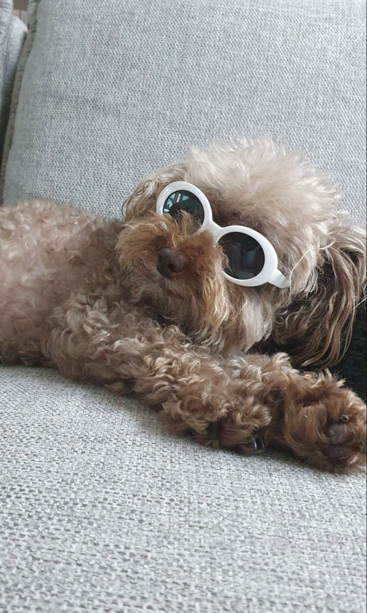  우리집 강아지 초롱이 하루