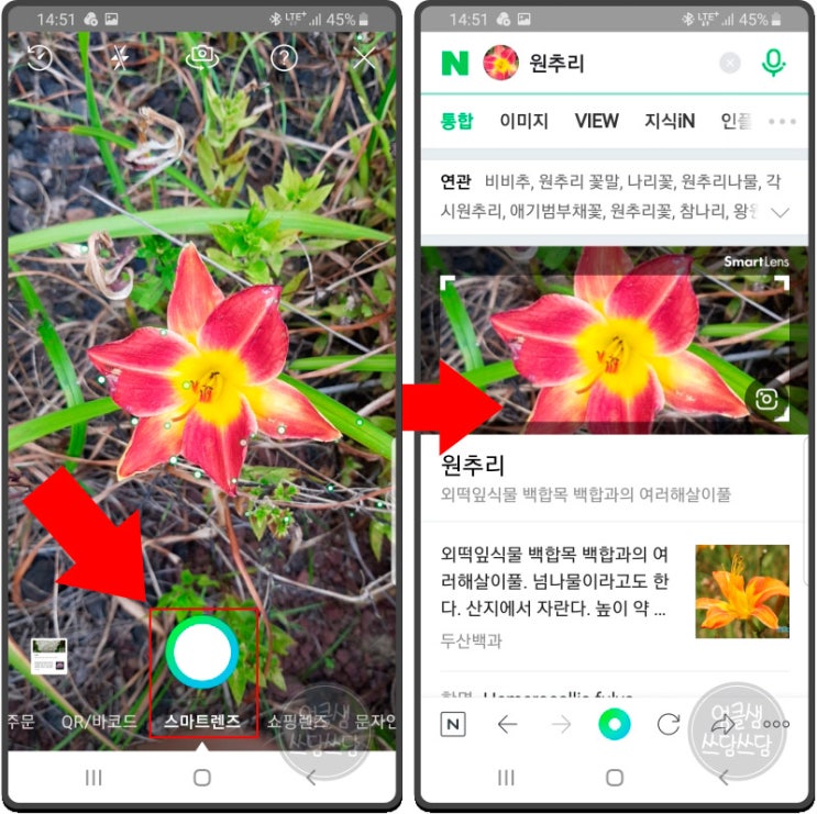  꽃 검색 쉽게 하자! 네이버 스마트렌즈로 꽃 이름 찾기