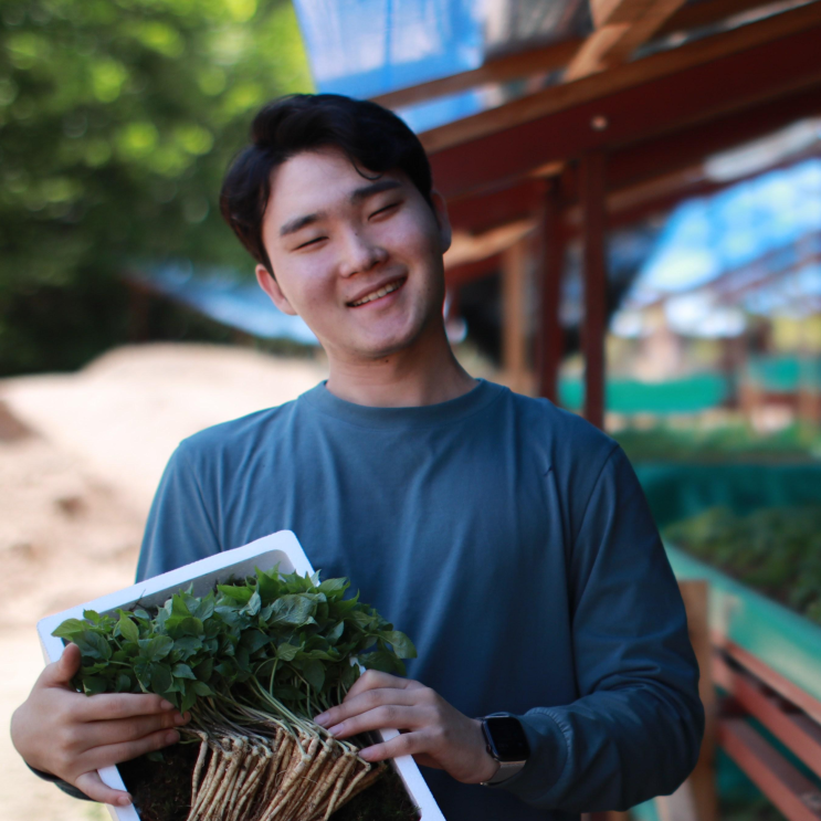 최근 많이 팔린 청춘농원 산양 새싹삼 새싹인삼 선물세트, 100개, 중사이즈 ···