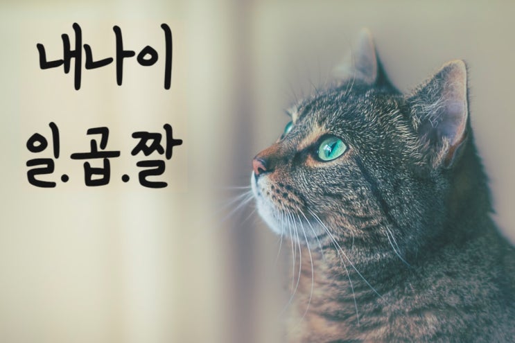  로얄캐닌 인도어7+ 노령묘 신장에 좋은사료입니다.