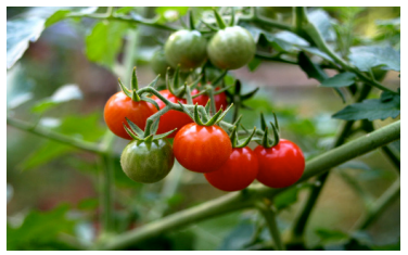  Detecting Substitution of Organic Tomatoes with Conventionally Grown Products Using δ15N ‰ Analysis