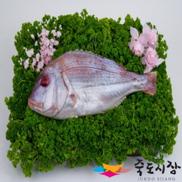 인기 급상승인 죽도시장 참돔(제수용)1미(36~40cm내외), 단품 좋아요 인기 급상승인 죽도시장 참돔(제수용)1미(36~40cm내외), 단품 좋아요