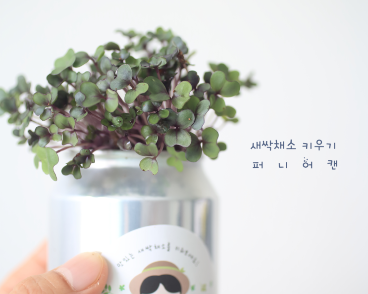  새싹채소 키우기 여름방학 유아집콕놀이