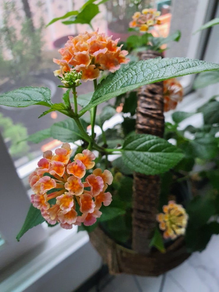  색깔이 일곱 가지로 바뀐다고요? 여름 꽃 칠변화 란타나 키우기 How to Grow Lantana