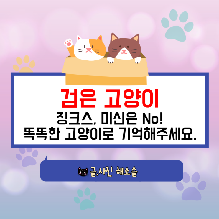  검은 고양이 징크스, 미신은 No~ 이젠 똑똑한 고양이로 기억해 주세요!
