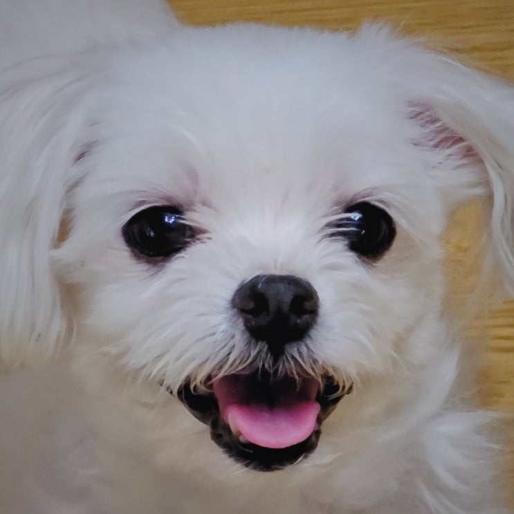  나를 웃게 하는 것들