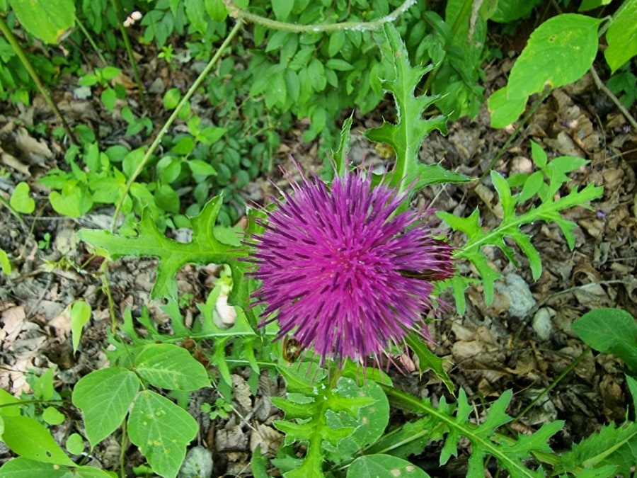 Peuromikawoldeu Gapyeongjeom photo 3