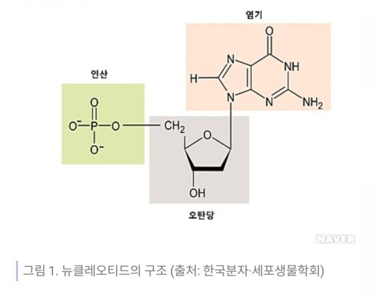 데일리퀴즈 7월31일 다음 중 핵산의 구성단위는 무엇인가요? #핵산 #구성 #핵산의구성 #핵산의구성단위 데일리퀴즈 7월31일 다음 중 핵산의 구성단위는 무엇인가요? #핵산 #구성 #핵산의구성 #핵산의구성단위