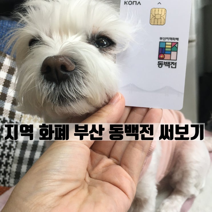  지역화폐 부산 동백전 기부하는 행복도 함께