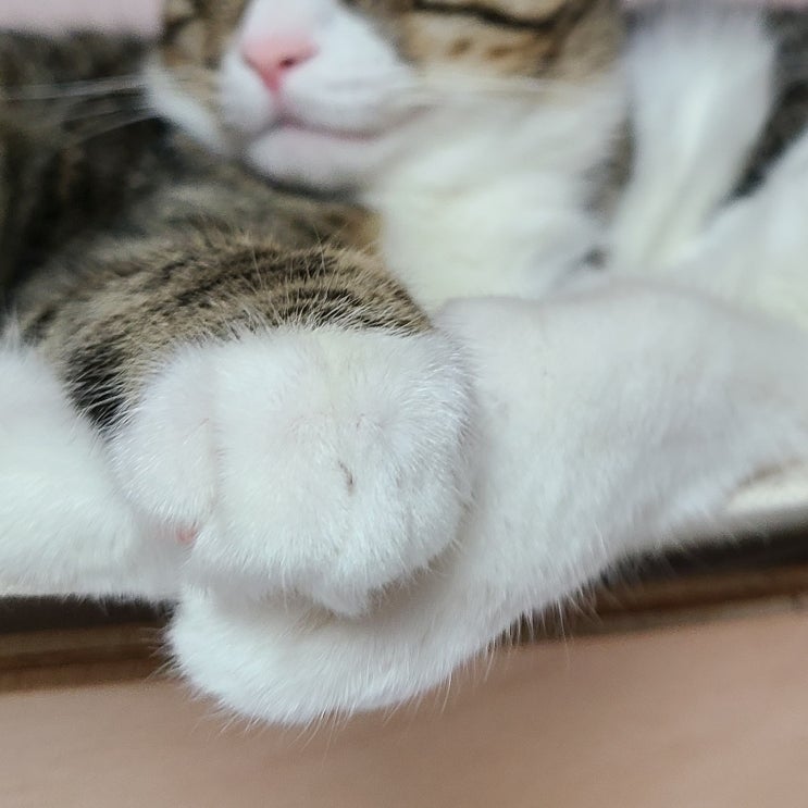 마리끌레르 8월 첫째주 별자리 운세