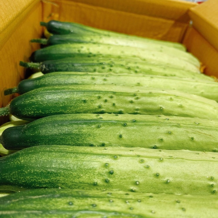 인지도 있는 미소진 국내산 백오이 10개입 3kg 5kg 추천해요 인지도 있는 미소진 국내산 백오이 10개입 3kg 5kg 추천해요