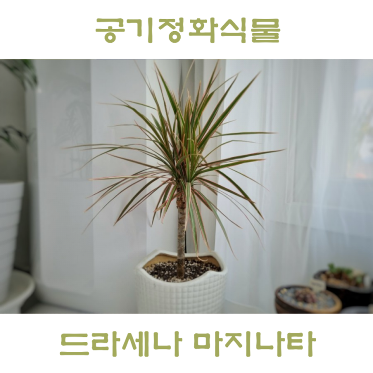  드라세나 마지나타 키우기 , 물주기 분갈이 방법 (공기정화식물)