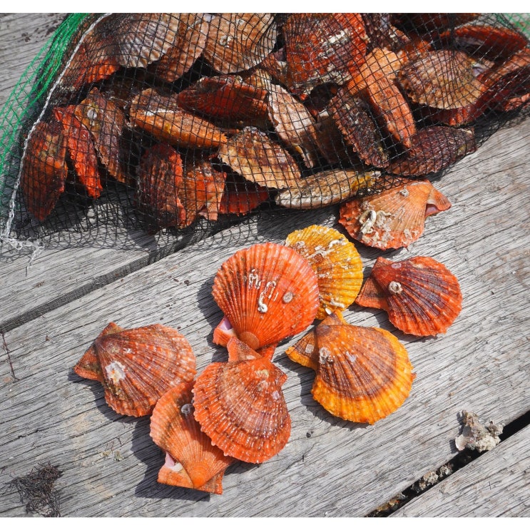 인기있는 바다의품격 통영 제철 세척 비단 홍가리비 1kg, 1개 ··· 인기있는 바다의품격 통영 제철 세척 비단 홍가리비 1kg, 1개 ···