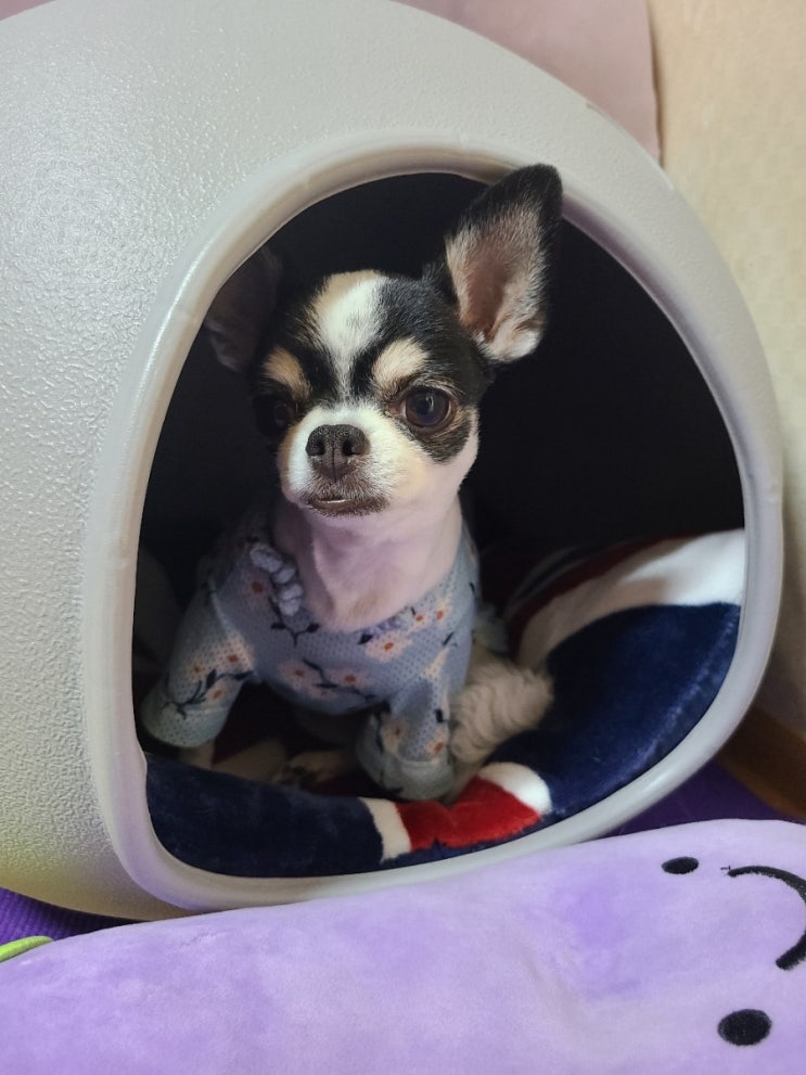  한일전 배구 이겼따리!!! 배구배구!!+