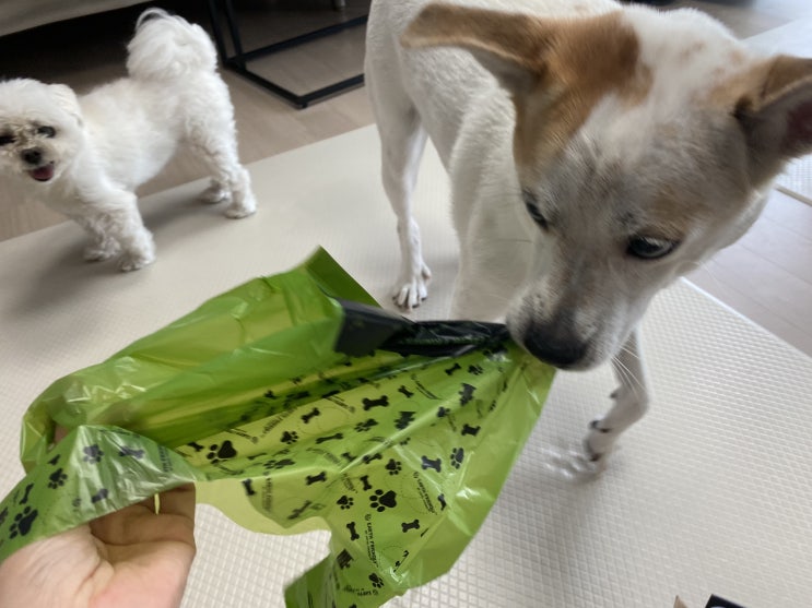  물에 녹는 배변봉투로 바꿨어요!