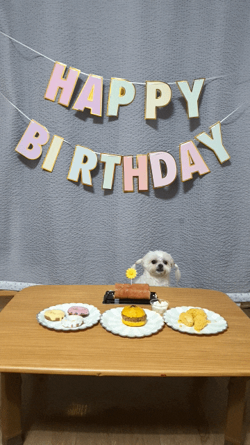  멍멍님 수라상 강아지 생일상 세트 구찌 생파했음댕
