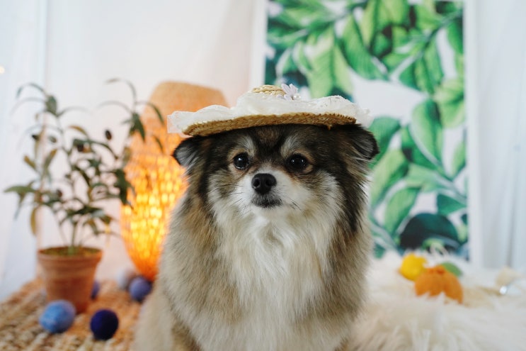  화성 소형견 전용 애견카페 :: 아루스 / 애견운동장 및 수영장까지 모두 갖춘 곳!