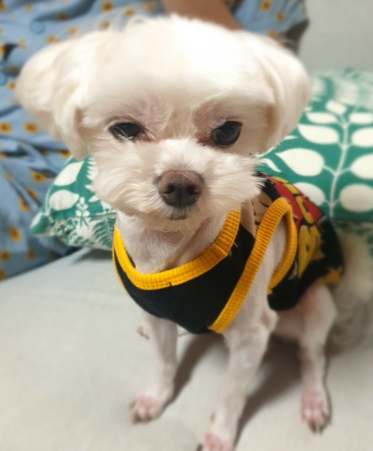  스폰지밥 살해현장 사건24분