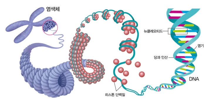  1. 암(癌) 예측 유전자 검사는?