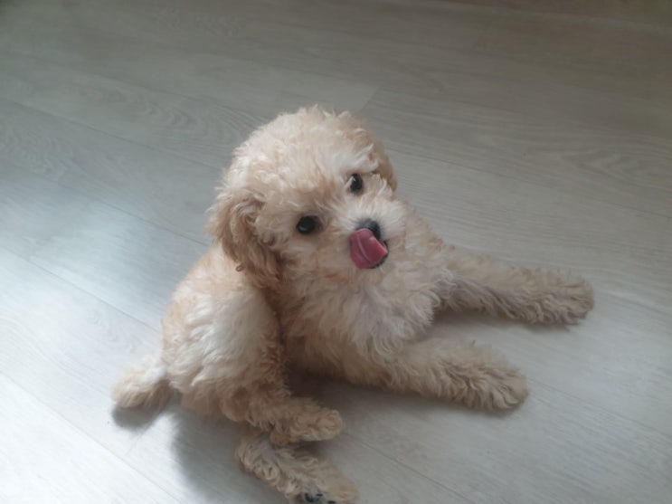  푸들로그(입양부터 아기시절 기록)(자녀때문에 반려견 고민이라면)