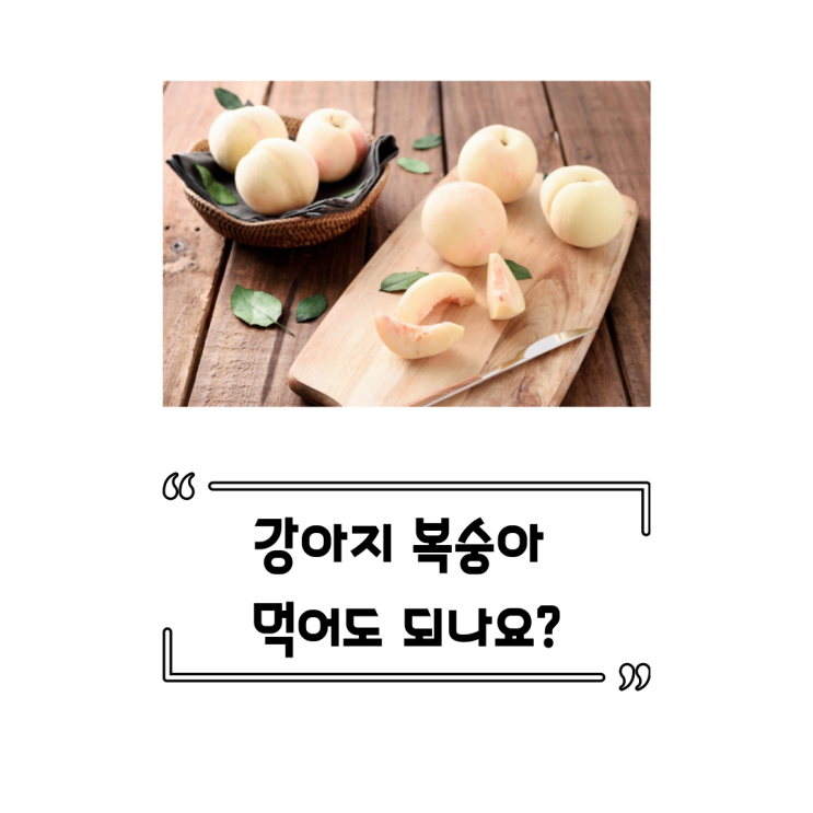  강아지 복숭아 먹어도 되나요? 주의사항 지키면 먹어도 되요