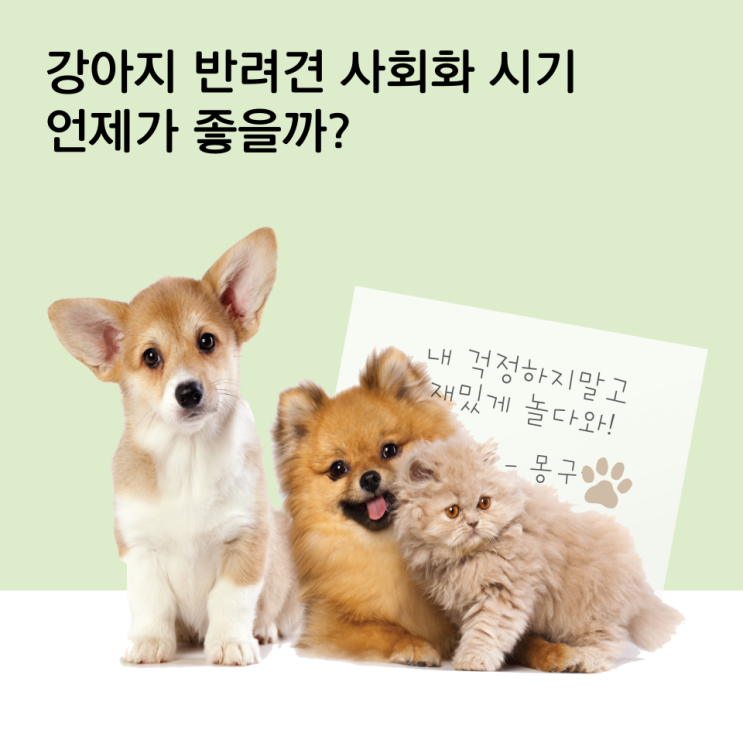  강아지 반려 견 사회화 시기 언제가 좋을까?(1)