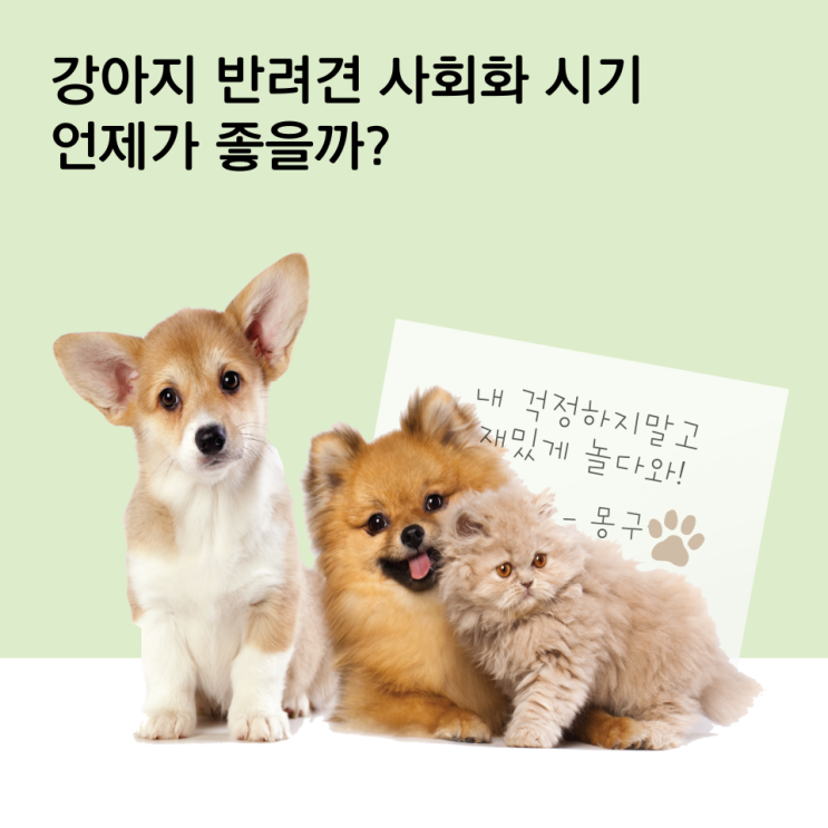 강아지 반려 견 사회화 시기 언제가 좋을까?(1)