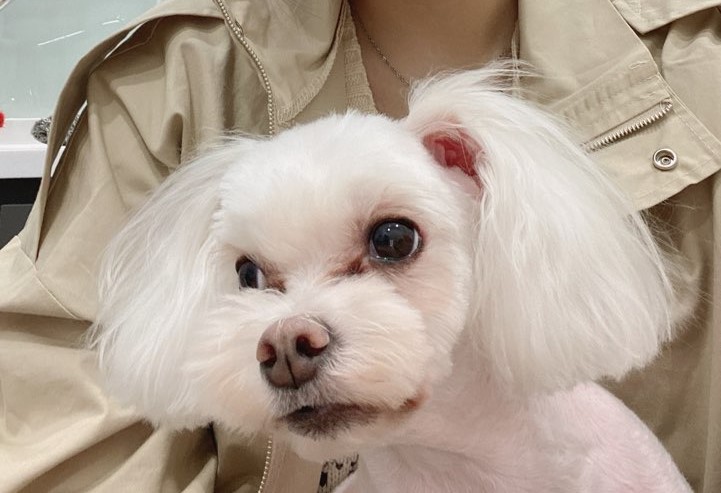  강아지 눈물약 24시 강서구 동물병원 티어젠 티어가드 리티어신