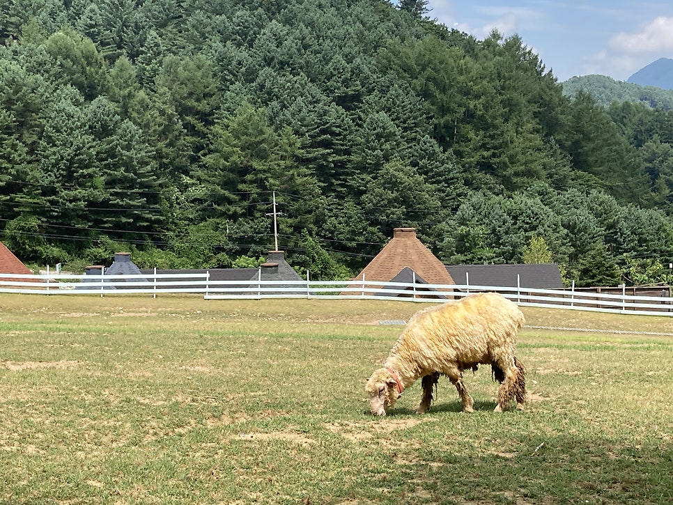 드림원펜션 사진 5