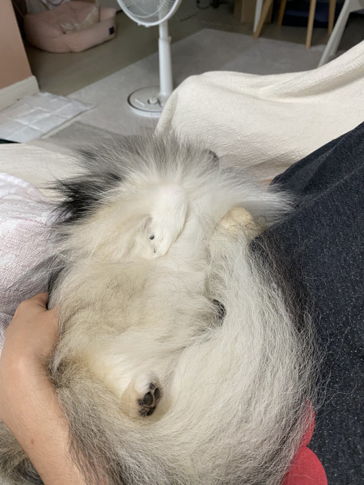  포메라니안 꾸꾸의 목욕
