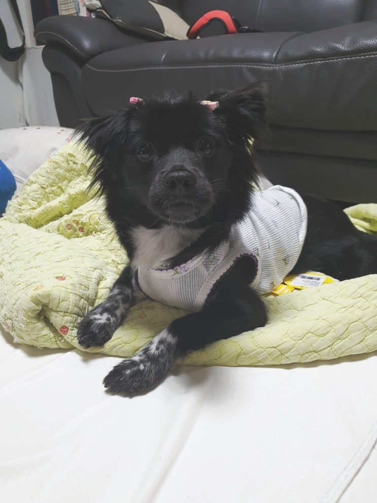  부산유기견 임곡유기견쉼터