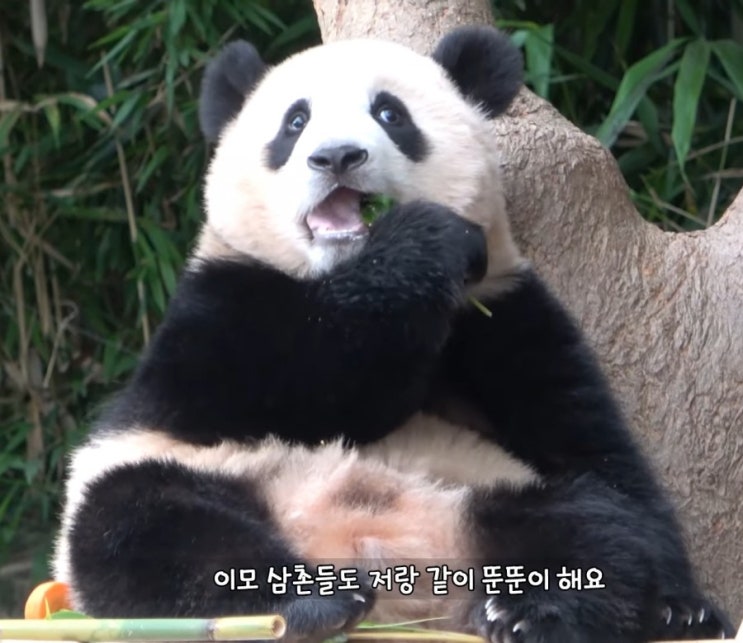  ???: 이모 삼촌들도 저랑같이 뚠뚠이 해요. #푸바오 #유튜브