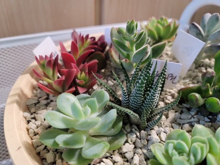  쿠팡에서 저렴한 다육이 왕창 샀어요