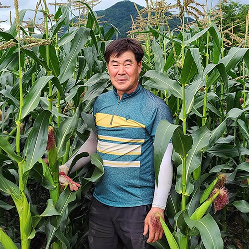 인지도 있는 강원도 미백찰옥수수 10개 맛있는 알록이 삶은 찐 진공포장 생 평창 가을 냉동 옥수수, 평창 미백찰옥수수 (냉동) 10개 좋아요