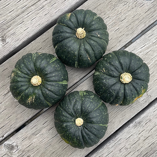 의외로 인기있는 청정 제주 미니 밤호박 미니 단호박 보우짱, 10kg(특품) 좋아요 의외로 인기있는 청정 제주 미니 밤호박 미니 단호박 보우짱, 10kg(특품) 좋아요