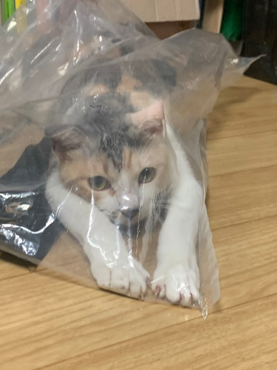 [냥냥이] 비닐 속 탐험하는 고양이 