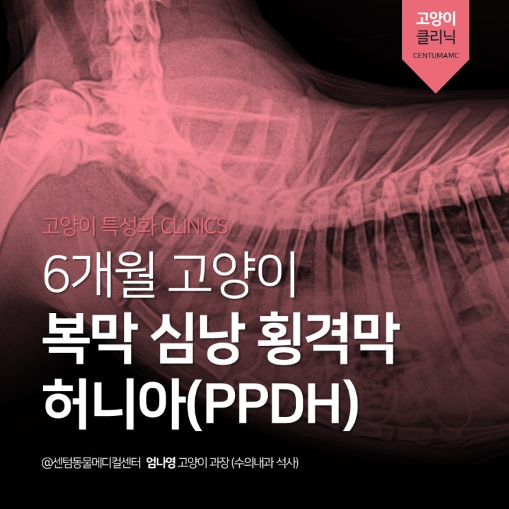  [부산고양이병원] 6개월 고양이 <PPDH> 복막 심낭 횡격막 허니아 (내과-외과-영상 연계협력진료, 센텀동물메디컬센터)