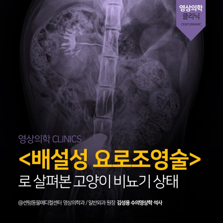  배설성 요로조영술을 통해 살펴본 고양이 비뇨기 상태 (부산 영상전문 동물병원 센텀동물메디컬센터, 수신증)