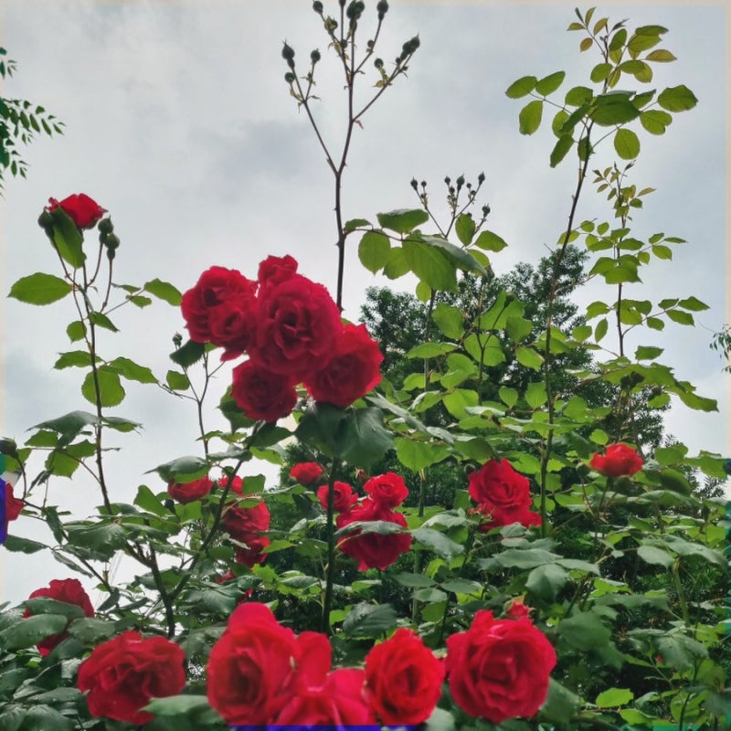 1627889268358.jpg?type=w800