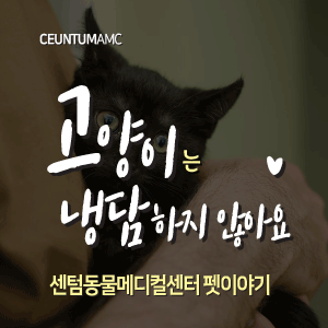  [동물뉴스]고양이는 냉담하지 않아요