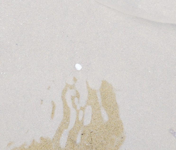 우리가 만난 몽산포해수욕장 아기조개